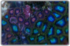Awesome Blue Zoanthids